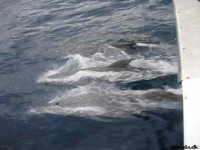 * Image 82