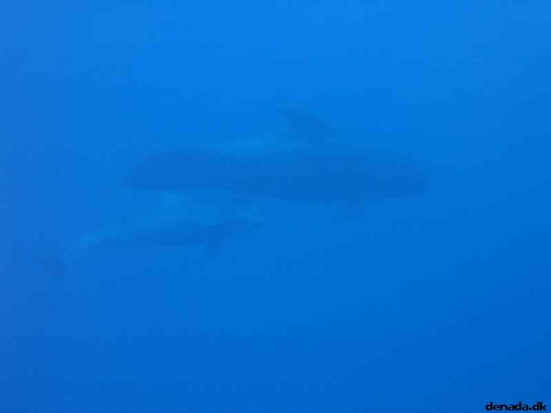 * Image 77