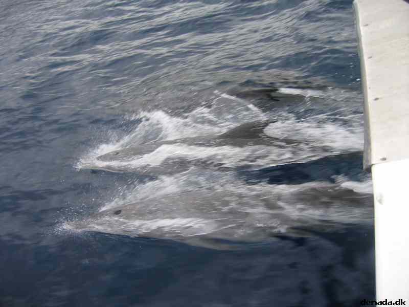 * Image 82