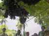 HPIM2115.JPG - 2007:05:22 06:00:53