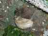 HPIM2116.JPG - 2007:05:22 06:01:02