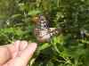 HPIM2169.JPG - 2007:05:22 08:51:43