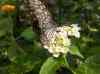 HPIM2171.JPG - 2007:05:22 08:51:59