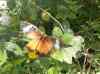 HPIM2173.JPG - 2007:05:22 08:53:16