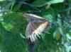 HPIM2174.JPG - 2007:05:22 08:54:17