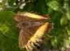 HPIM2175.JPG - 2007:05:22 08:54:24