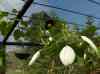 HPIM2177.JPG - 2007:05:22 08:56:03