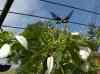 HPIM2178.JPG - 2007:05:22 08:56:30