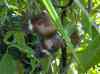 HPIM2179.JPG - 2007:05:22 08:56:52