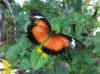 HPIM2182.JPG - 2007:05:22 08:58:03