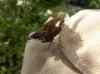 HPIM2185.JPG - 2007:05:22 08:59:38