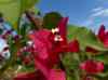 HPIM2204.JPG - 2007:05:22 09:19:41