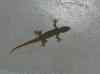 HPIM2271.JPG - 2007:05:25 16:32:41