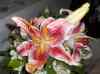 HPIM2421.JPG - 2007:05:25 18:38:33