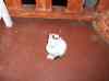 HPIM2463.JPG - 2007:05:27 18:06:26