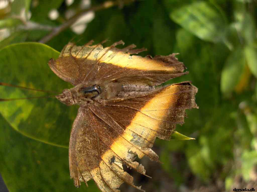* Image 128