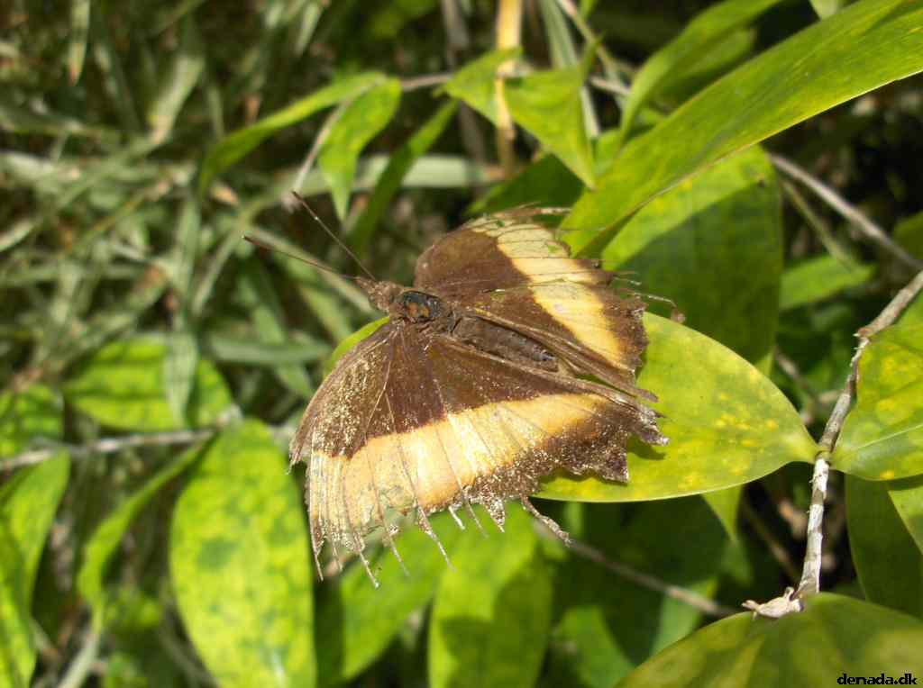 * Image 129