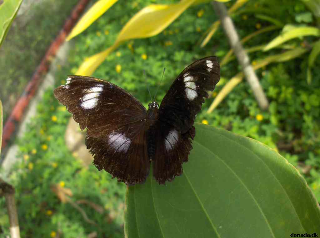 * Image 143