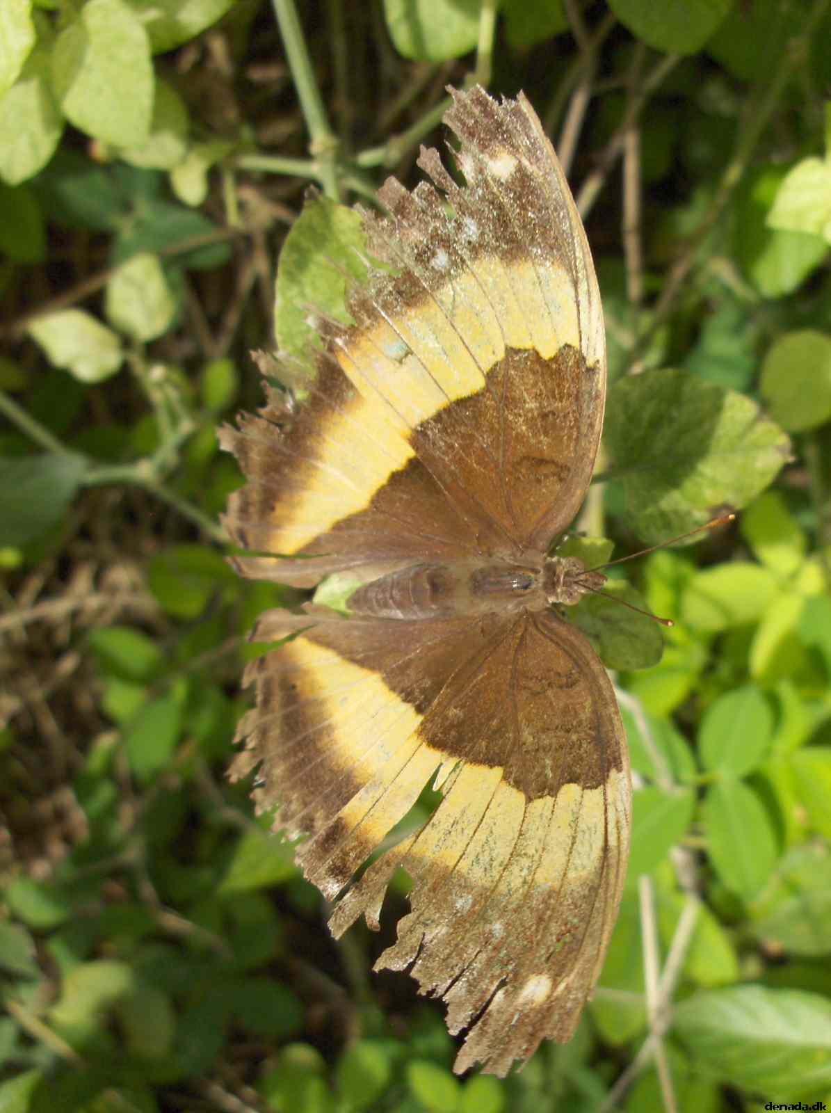 * Image 142