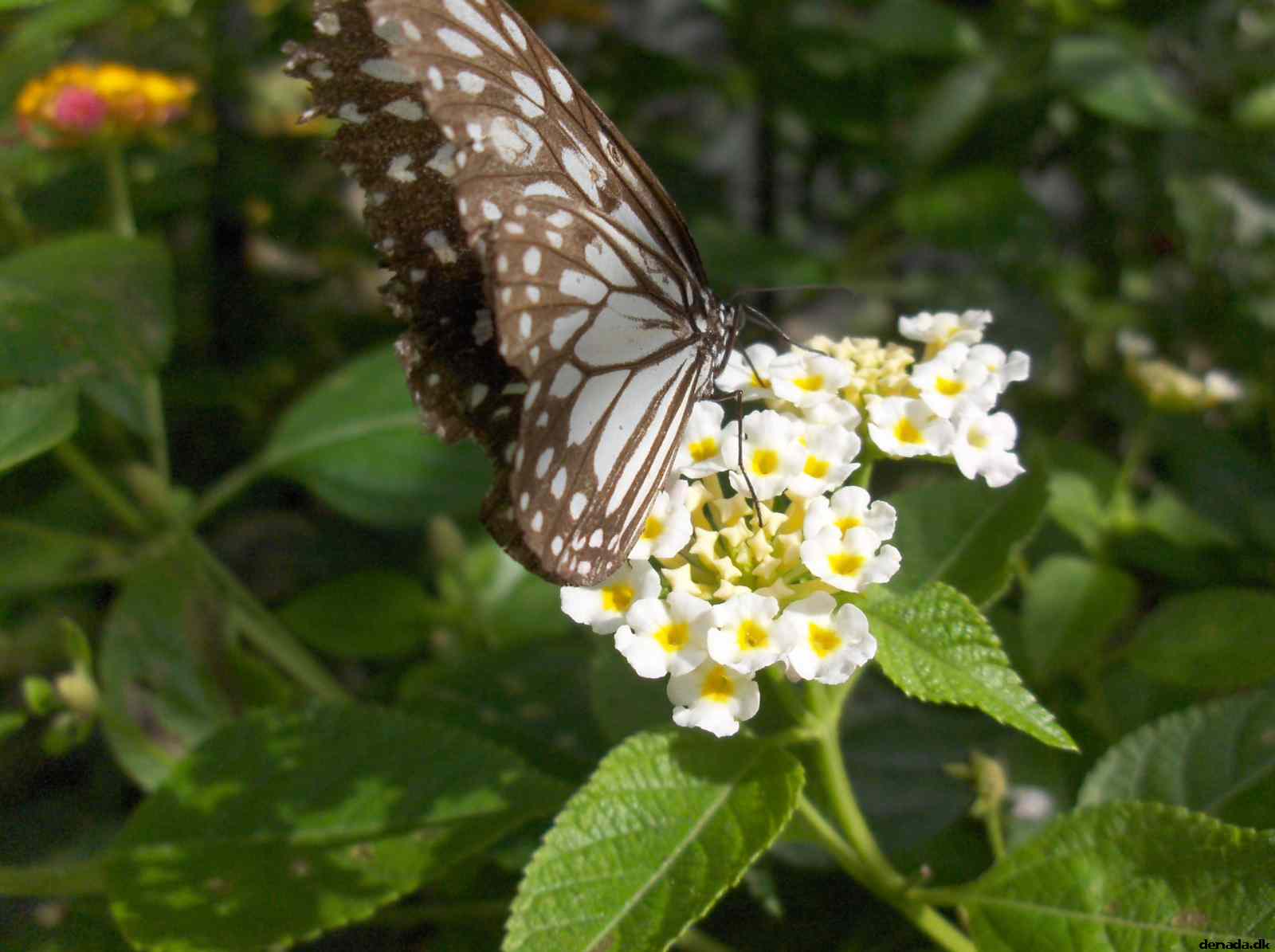 * Image 124