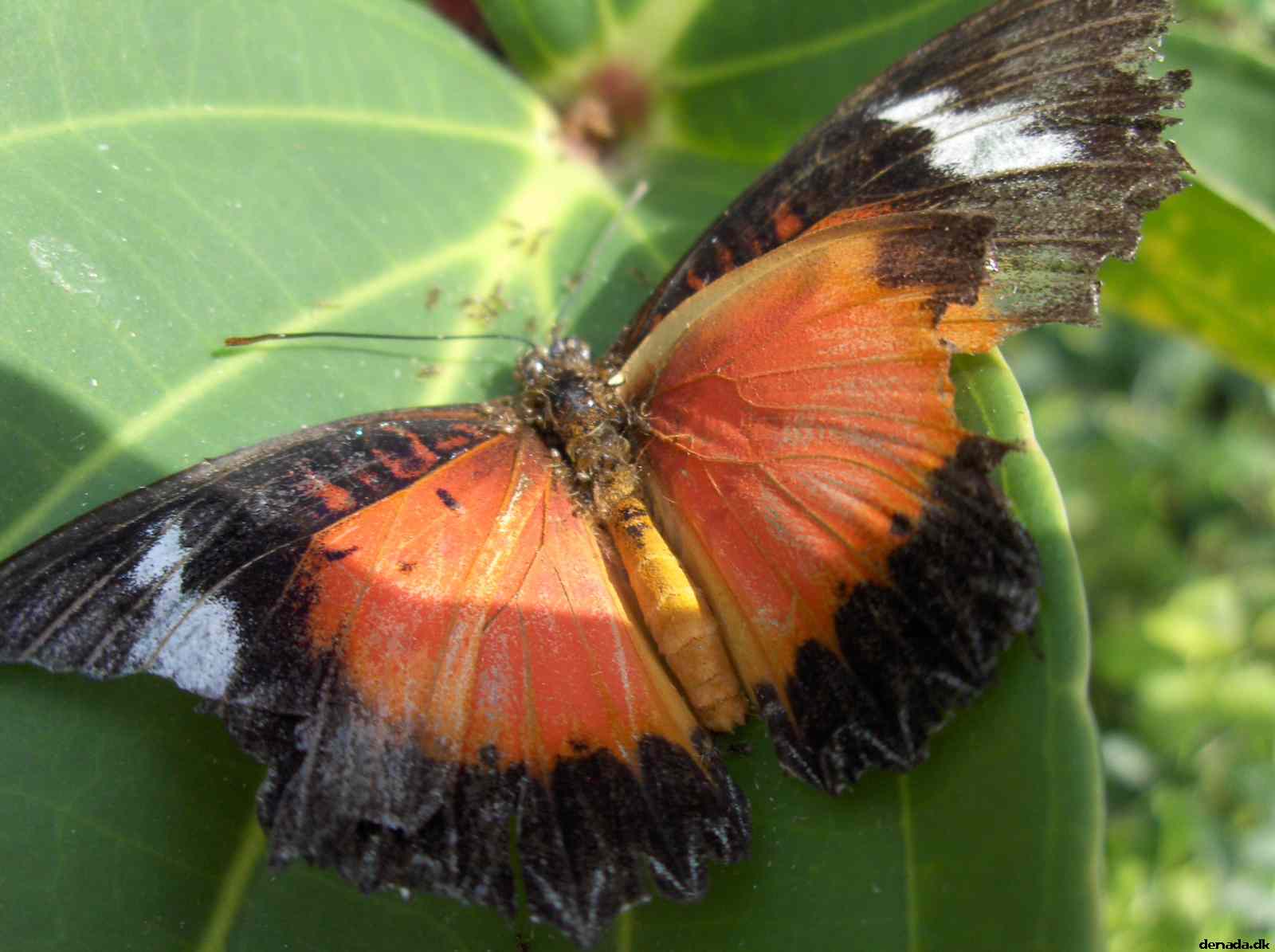 * Image 125
