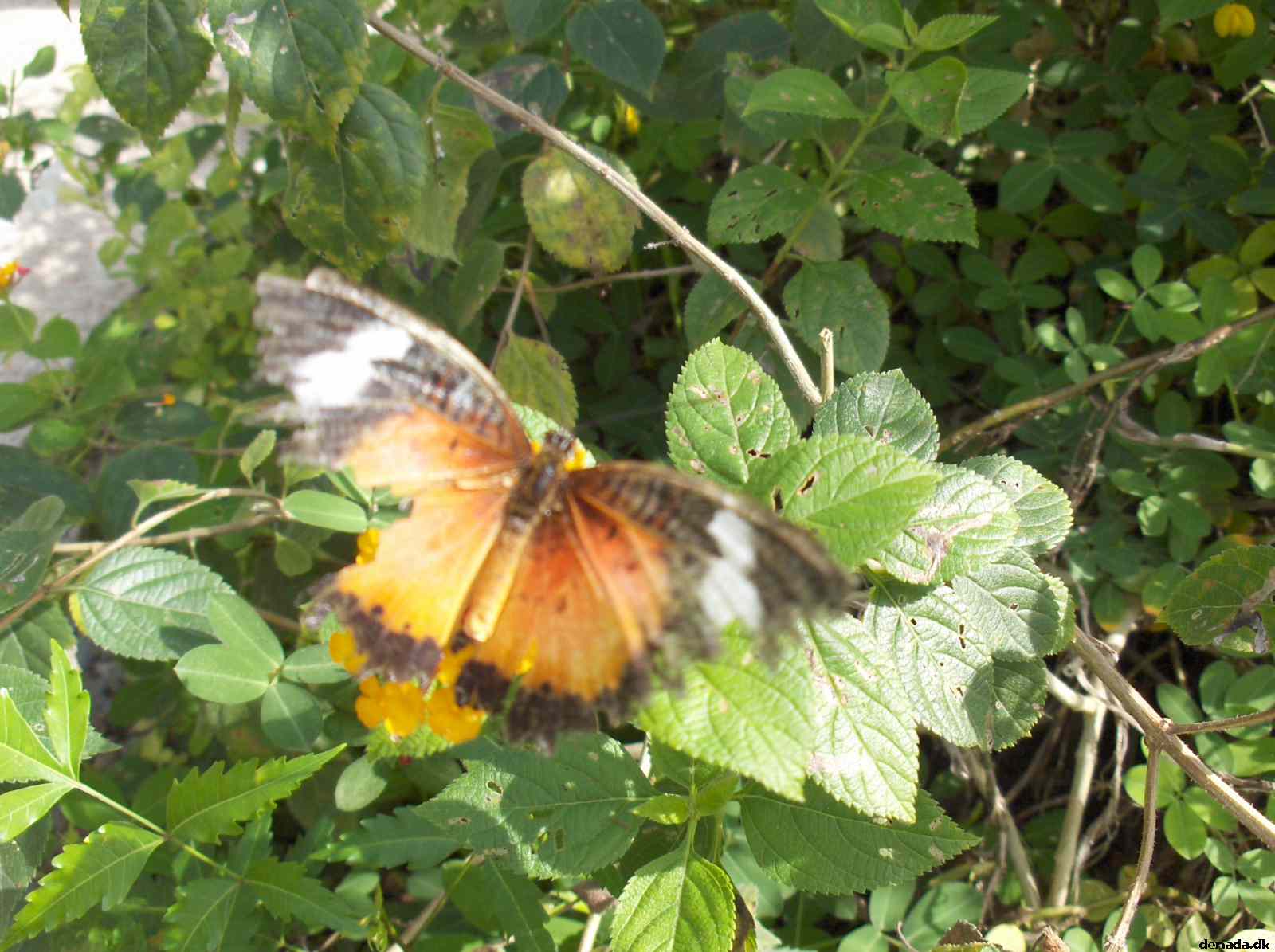 * Image 126