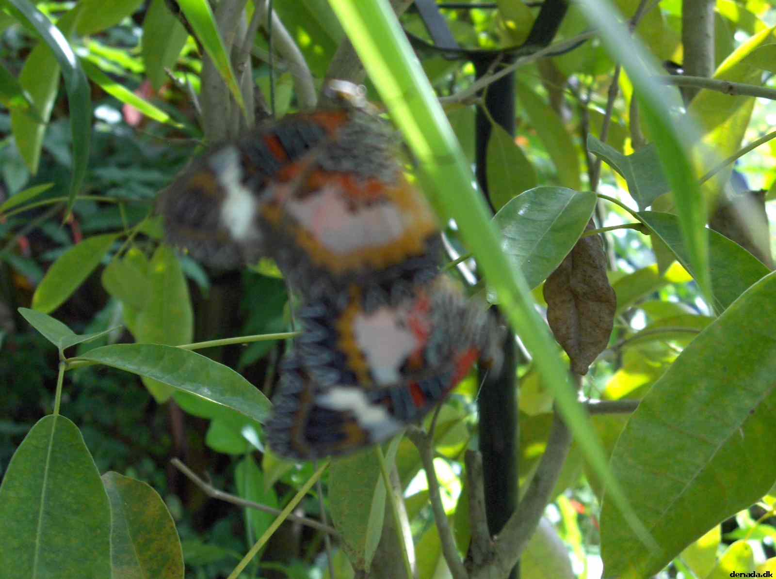 * Image 132