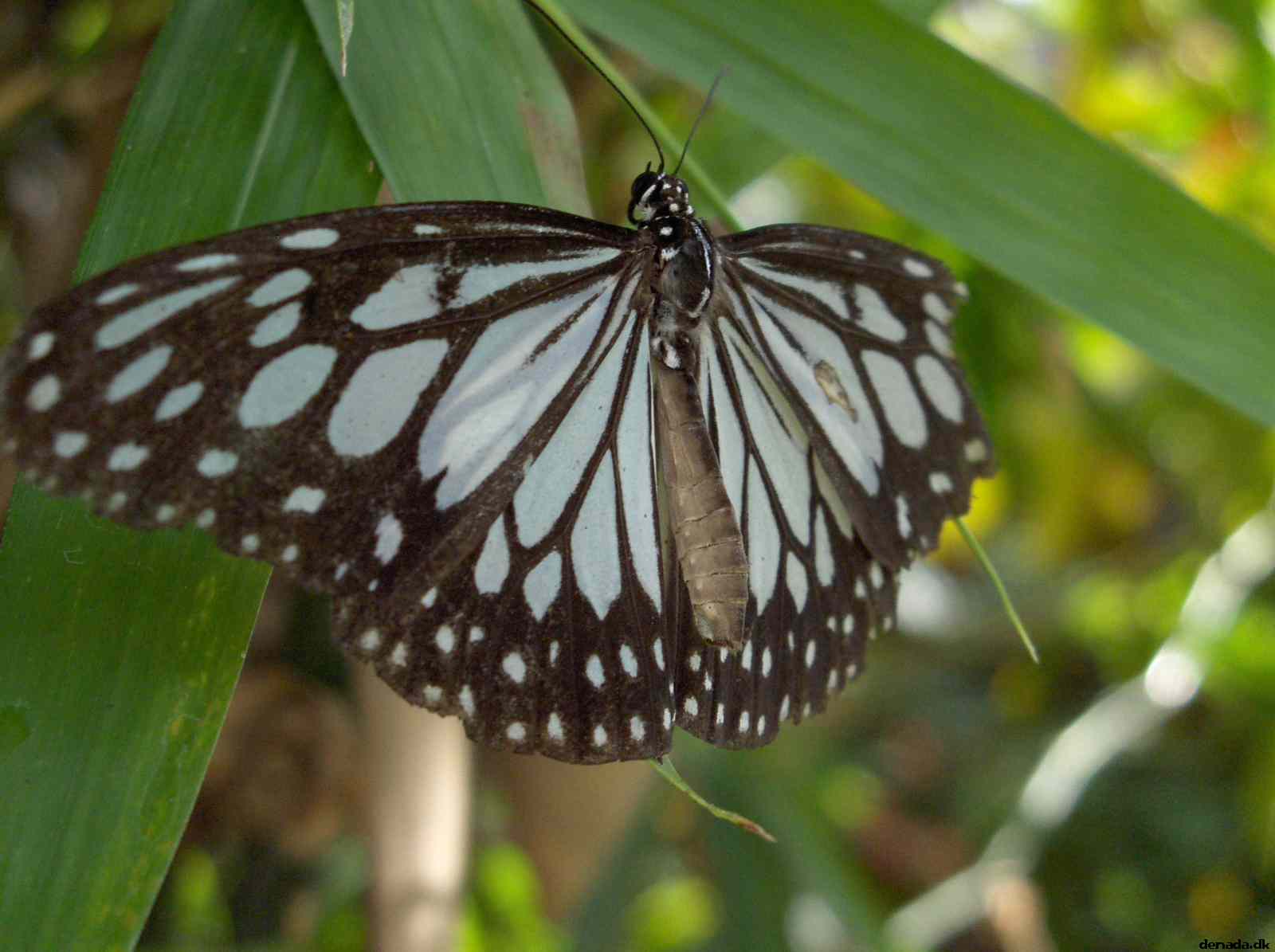 * Image 133