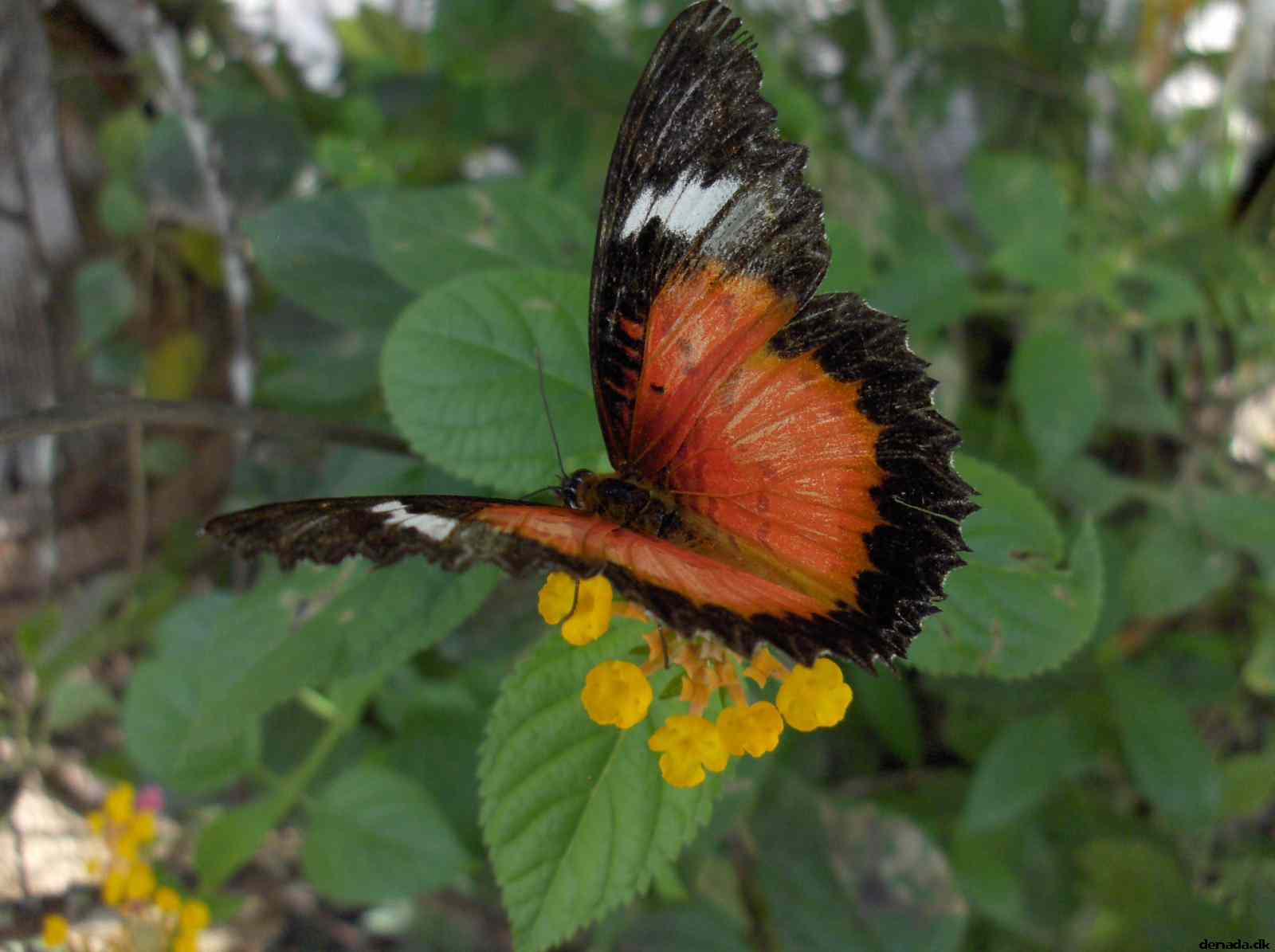 * Image 134