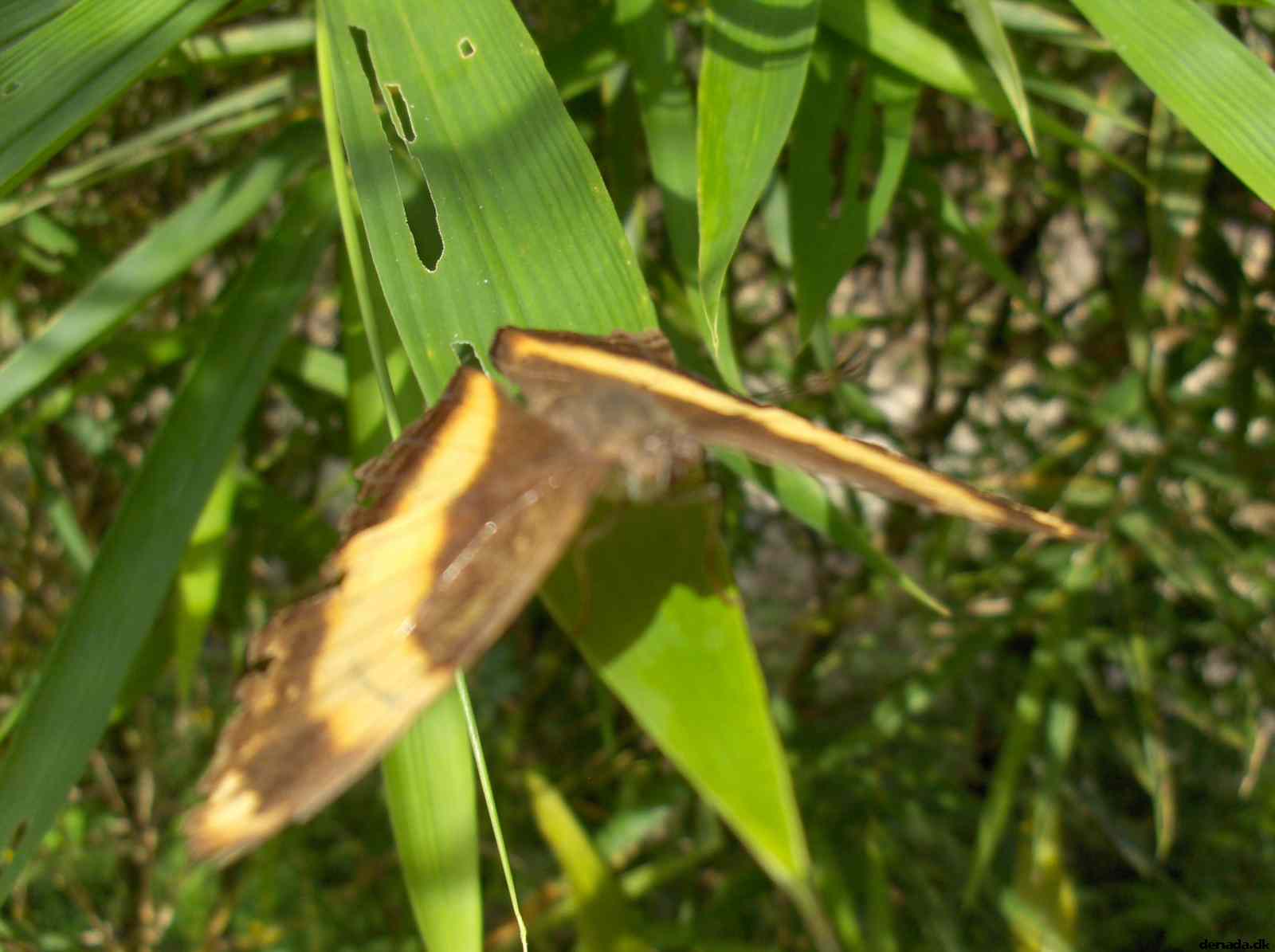 * Image 137