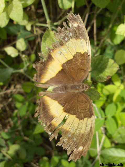 * Image 142