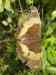 HPIM2189.JPG - 2007:05:22 09:04:12