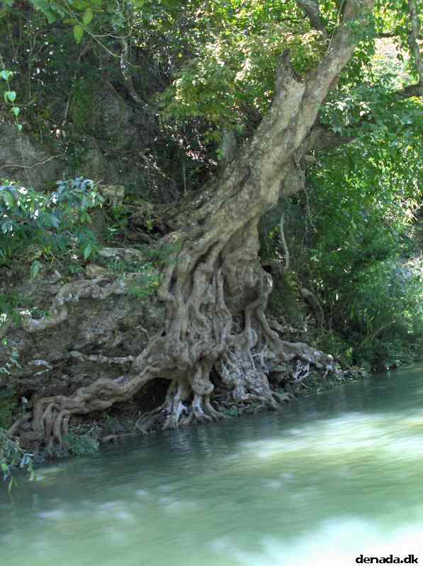 * Image 99