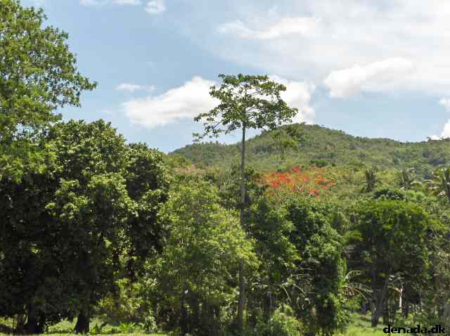 * Image 79