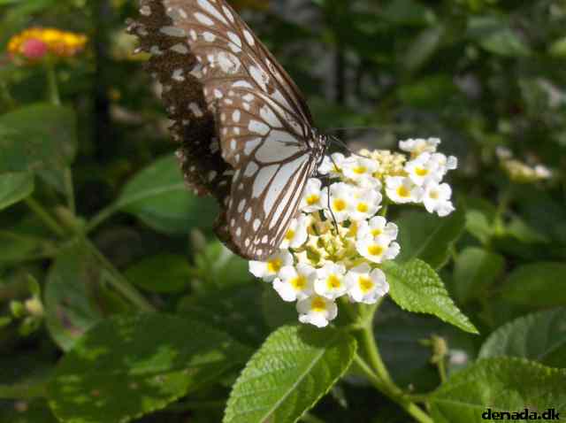 * Image 124