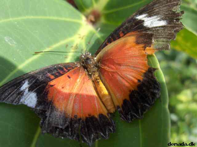 * Image 125