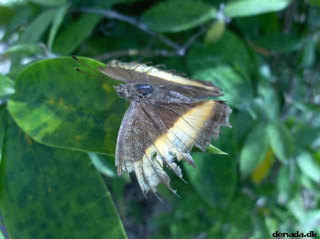 * Image 127
