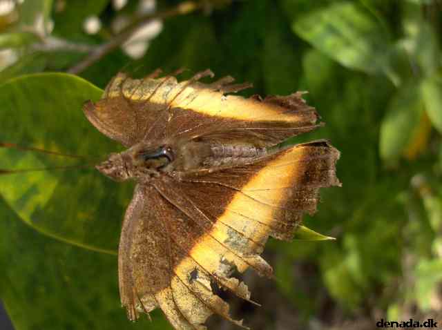 * Image 128