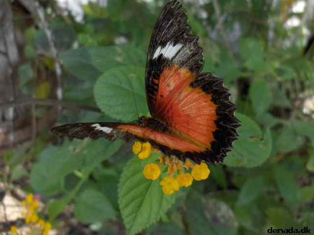 * Image 134
