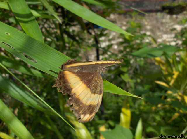 * Image 136