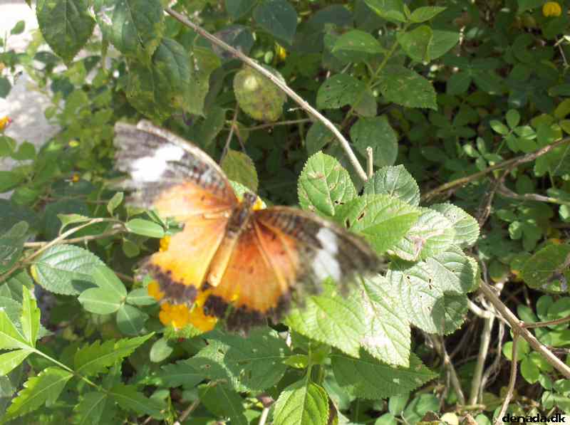 * Image 126