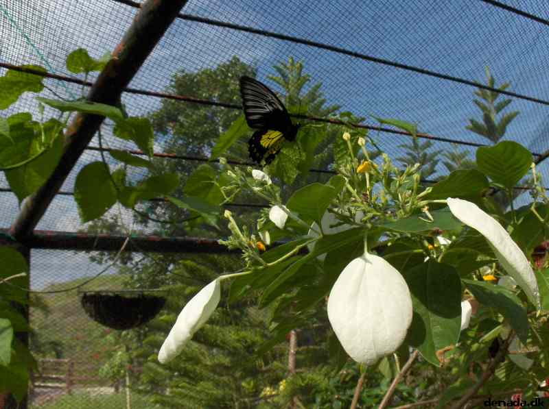 * Image 130