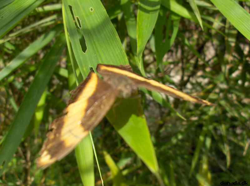 * Image 137