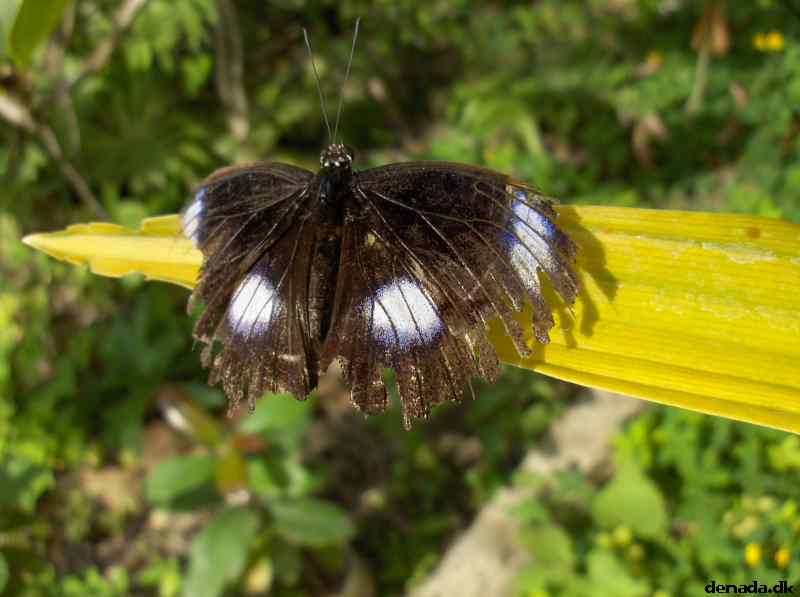 * Image 140