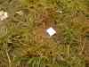 DSC00119.JPG - 2007:07:06 14:13:33