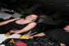 billed_351.jpg - 2007:09:09 01:27:40