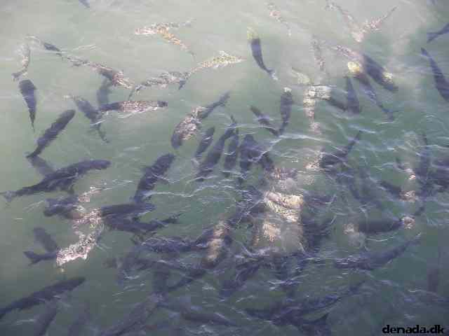 * Image 202