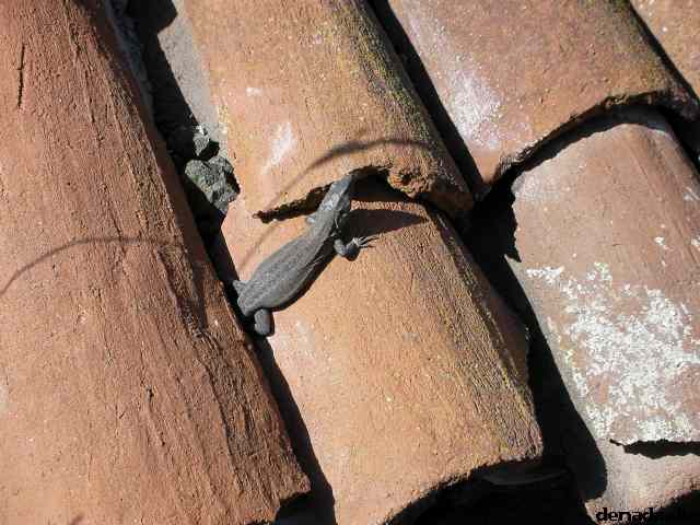 * Image 243