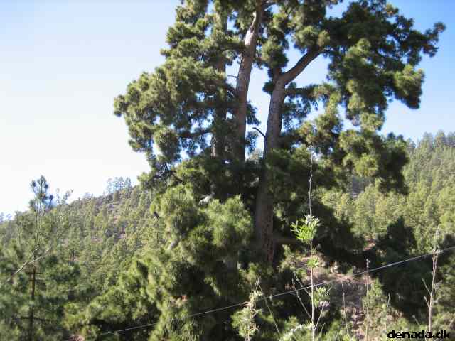 * Image 29