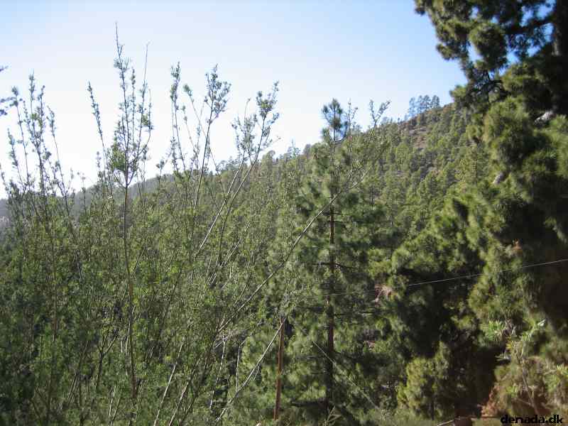* Image 30